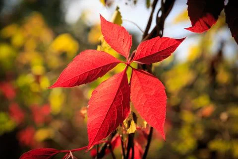 Autumn leafage Stock Photos