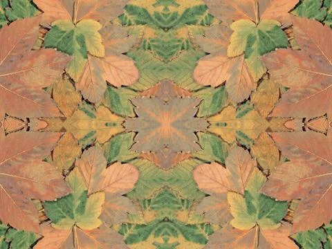 Autumn leaf.background. Stock Photos