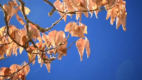 Autumn-leafed branches in the breeze 1 + bluescreen Stock Footage 94685158
