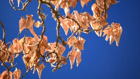 Autumn-leafed branches in the breeze 2 + bluescreen Stock Footage 94685159