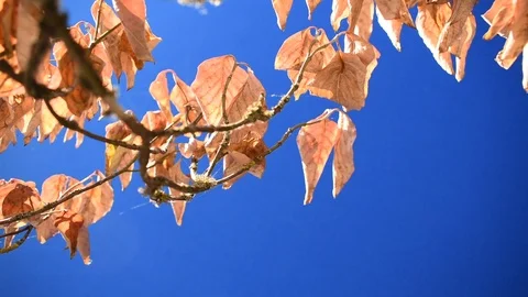 Autumn-leafed branches in the breeze 3 + bluescreen Stock Footage 94685168