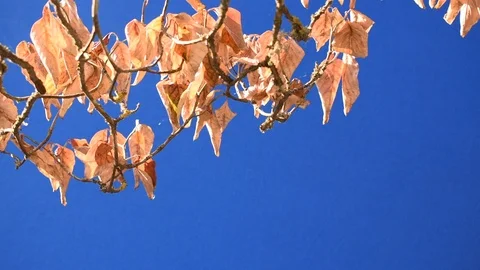 Autumn-leafed branches in the breeze 4 + bluescreen Stock Footage 94685175