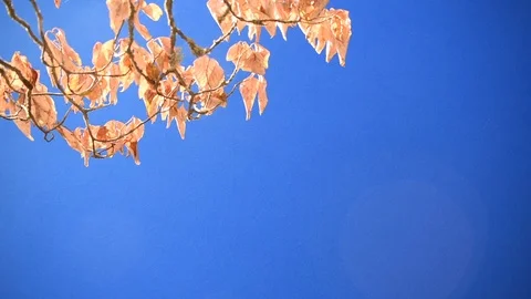 Autumn-leafed branches in the breeze 5 + bluescreen Stock Footage 94685189
