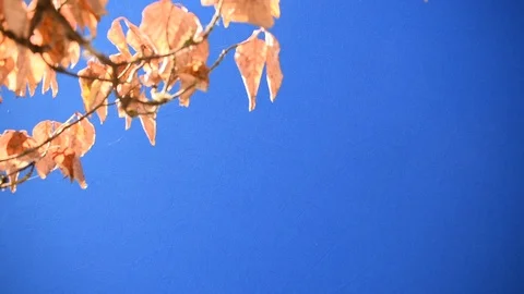 Autumn-leafed branches in the breeze 6 + bluescreen Stock Footage 94685192