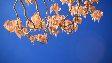 Autumn-leafed branches in the breeze 7 + bluescreen Stock Footage 94755470
