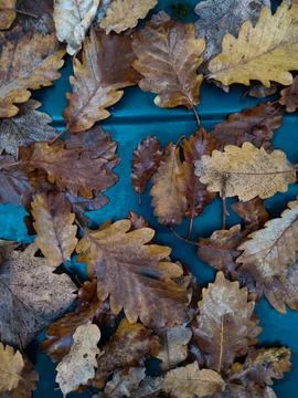 Autumn leafes on blue background Stock Photos