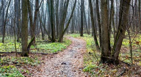 Autumn leafless forest Stock Photos