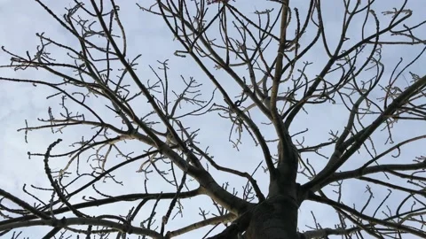 Autumn leafless tree branches and sky Stock Footage 146993652