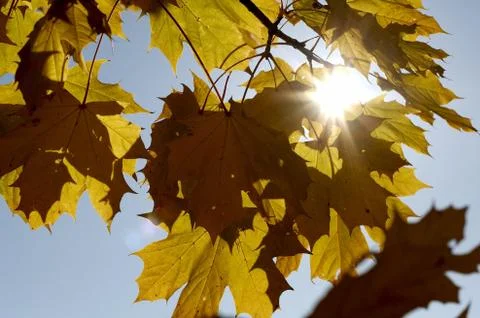 Autumn leafness Stock Photos