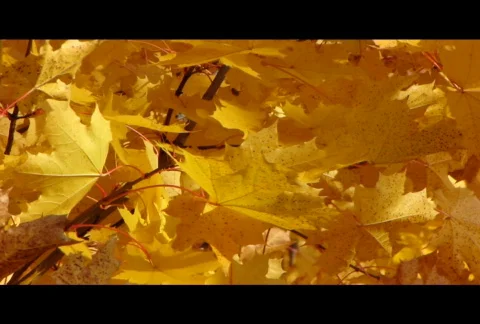 Autumn leafs 1  Video stock 576265