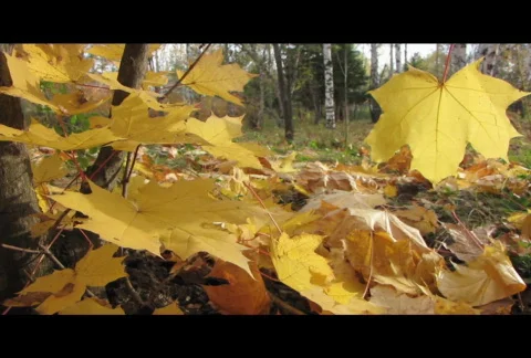 Autumn leafs 12  Video stock 576540