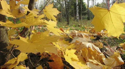 Autumn leafs 13  1 Stock Footage 527430