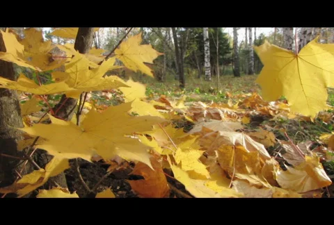 Autumn leafs 13  Stock Footage 576545