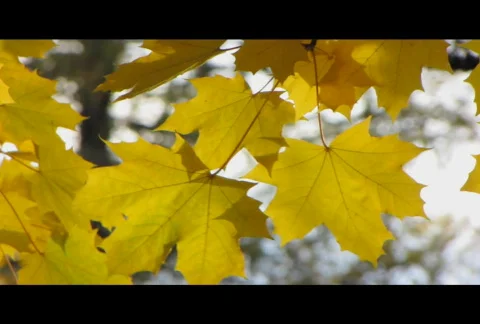Autumn leafs 14  Stock Footage 575861
