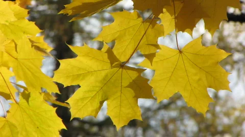 Autumn leafs 15  Stock Footage 527795