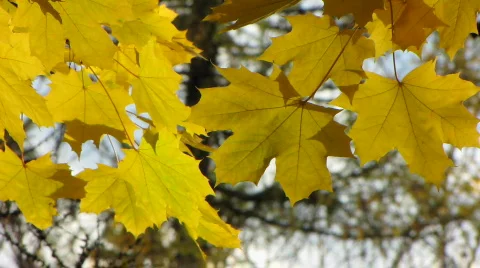 Autumn leafs 16  Video stock 527803