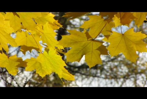 Autumn leafs 16  Stock Footage 576339