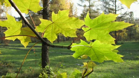Autumn leafs 17  1 스톡 동영상 529367