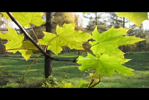 Autumn leafs 17  Video stock 576344