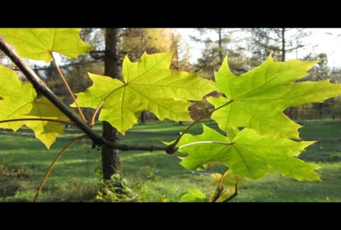 Autumn leafs 18  Video stock 576338