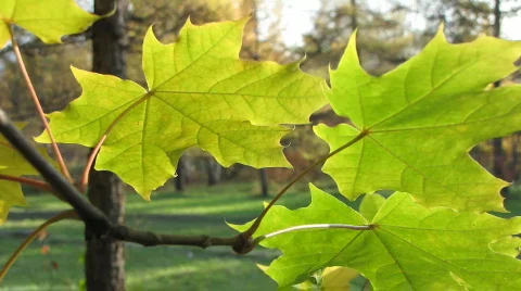 Autumn leafs 19  Video stock 529543