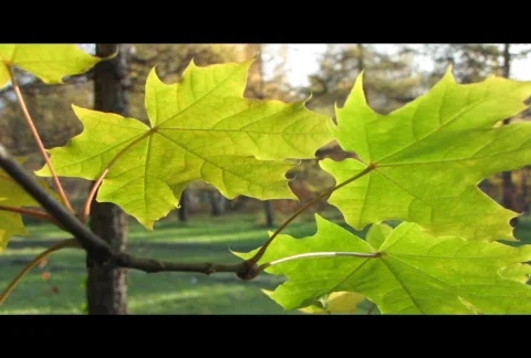 Autumn leafs 19  Video stock 576247