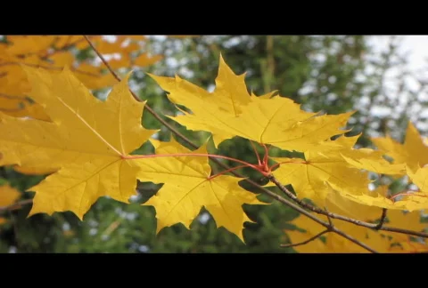 Autumn leafs 2  Stock-Footage 575862