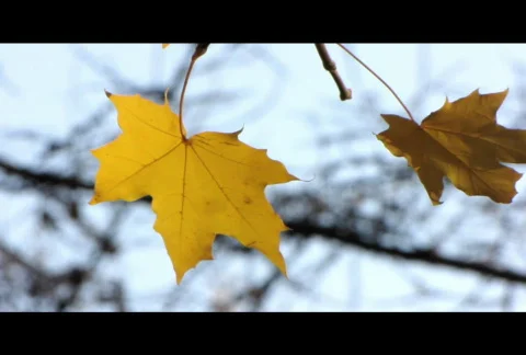Autumn leafs 20  Stock Footage 575763