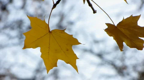 Autumn leafs 21  Video stock 529665