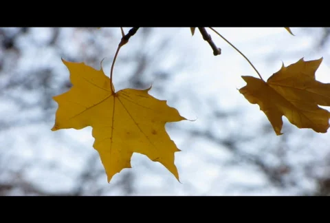 Autumn leafs 21  Stock Footage 575753