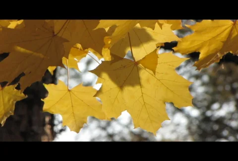 Autumn leafs 22  Stock Footage 575760