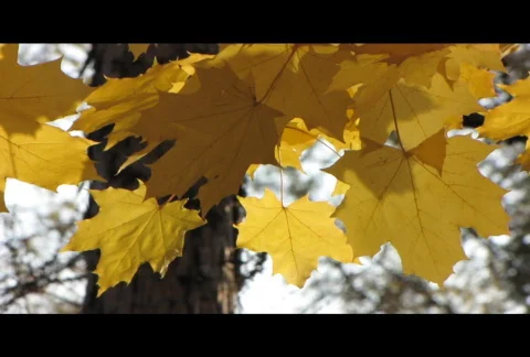 Autumn leafs 23  Stock Footage 576256
