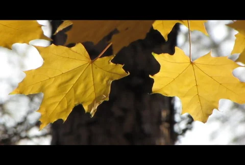 Autumn leafs 24  Video stock 575757