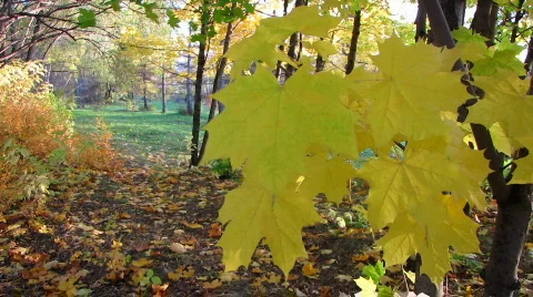 Autumn leafs 25  1 Stock Footage 532753