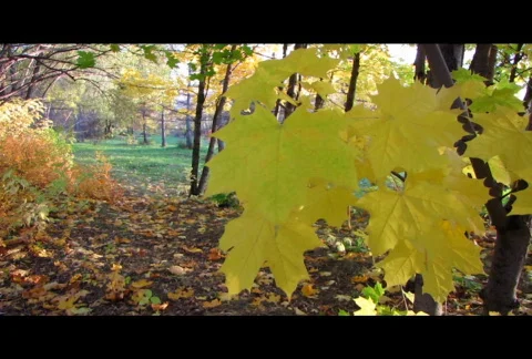 Autumn leafs 25  Video stock 576655