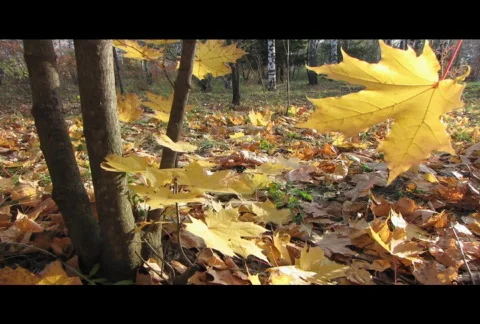 Autumn leafs 28  Stock Footage 576737