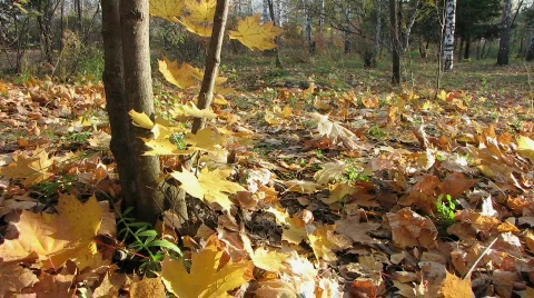 Autumn leafs 29 1 Video stock 533241