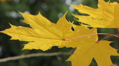 Autumn leafs 3  Video stock 533293