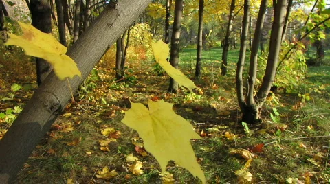 Autumn leafs 31 1 Video stock 533360