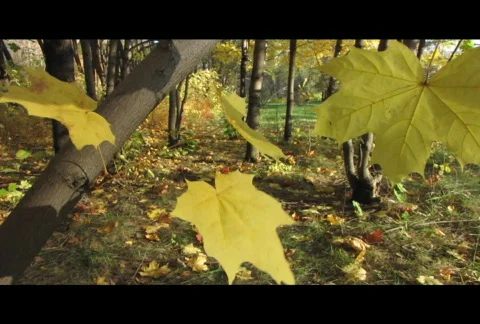 Autumn leafs 32  Stock Footage 576717