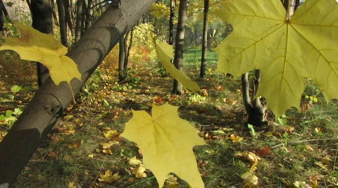 Autumn leafs 33 1 Stock-Footage 533426