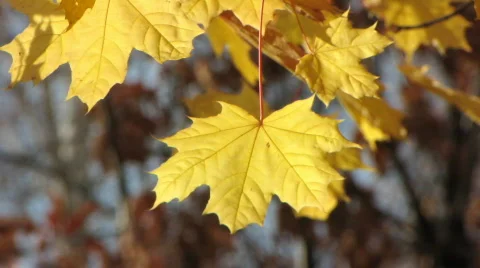Autumn leafs 5  Stock-Footage 533471