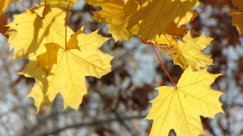 Autumn leafs 6  Video stock 533492