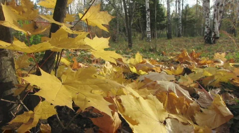 Autumn leafs 8  1 Stock Footage 533607