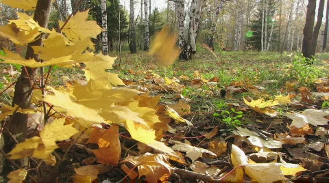 Autumn leafs 9  1 Stock Footage 533654