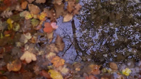Autumn leafs and tree reflection in water. Stock Footage 291951542