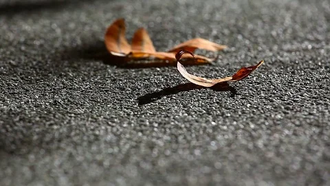 Autumn Leafs asphalt background hd footage Stock Footage 95115231