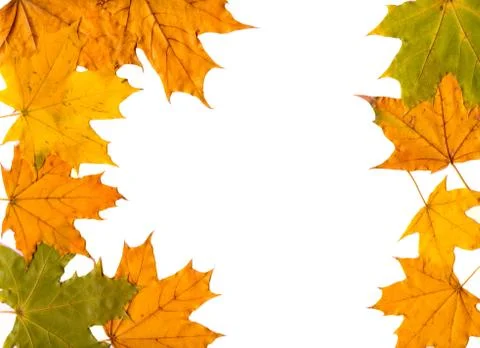 Autumn  leafs as  background Stock Photos