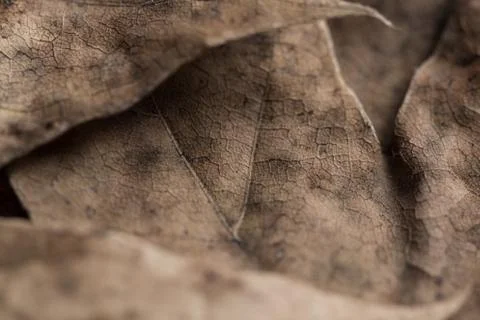 Autumn leafs background Stock Photos