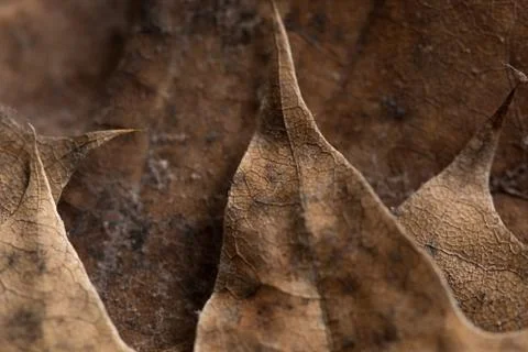 Autumn leafs background Stock Photos